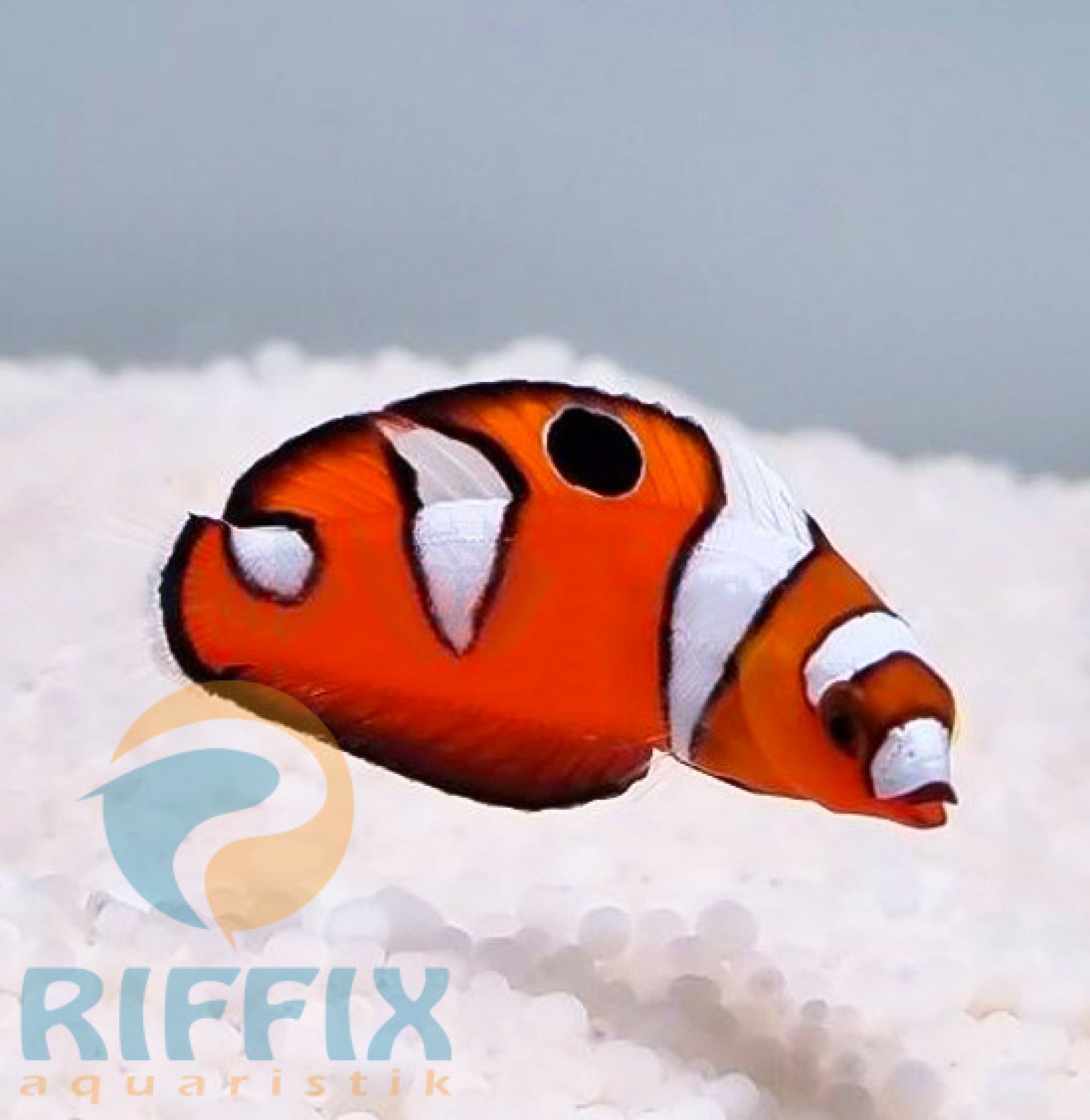 Coris formosa Indischer Clown-Junker, Bijouteriefisch